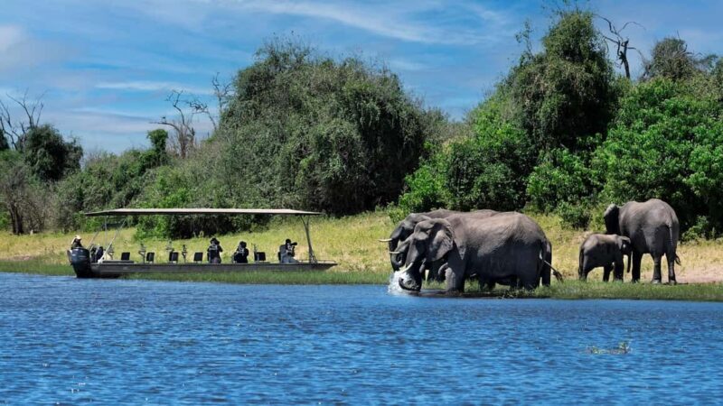 Full Day Chobe Trip From Livingstone Town Zambia - The Detailed Experience: What to Expect