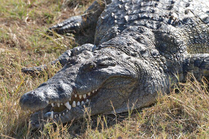 Full Day Chobe Trip with Lunch - Key Points
