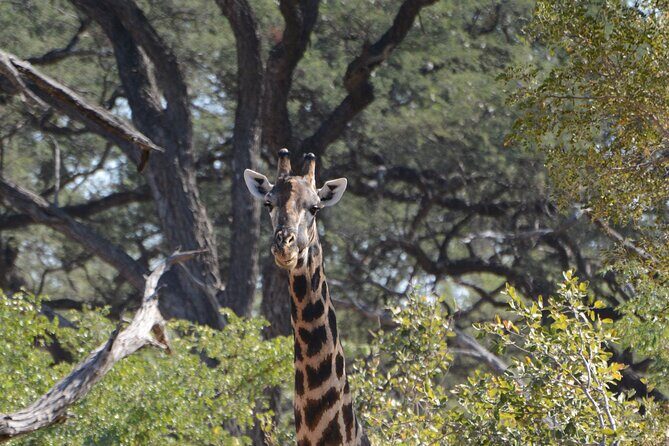 Full Day Chobe Trip with Lunch - FAQ