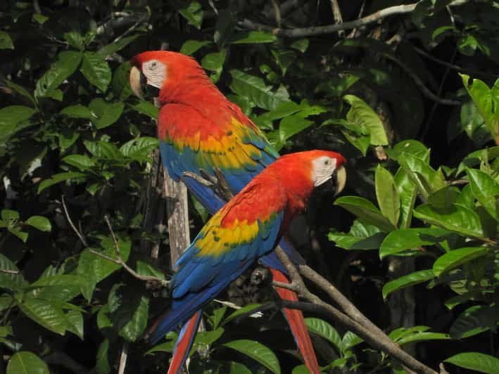 full-day-chuncho-macaw-clay-lick-big-and-colorful-macaws