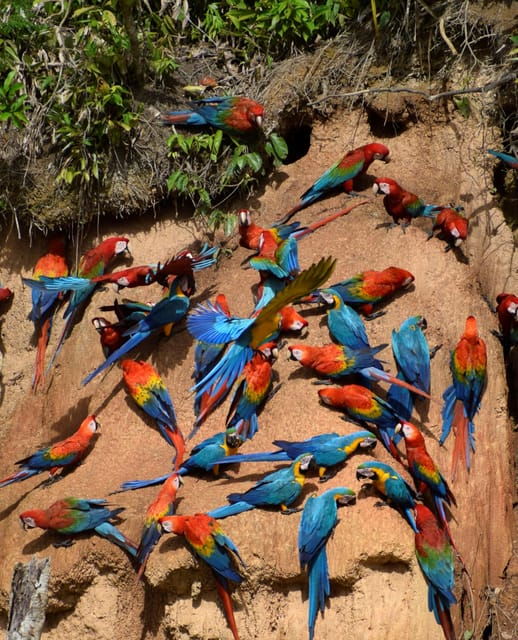 full-day-chuncho-macaw-clay-lick-big-and-colorful-macaws