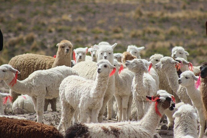 full-day-colca-canyon