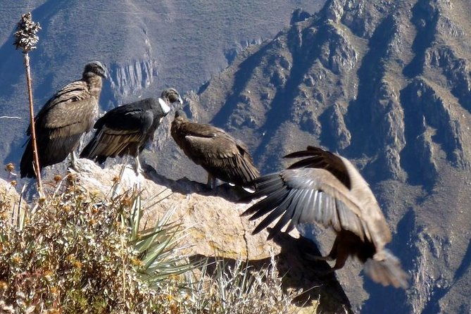 full-day-colca-canyon-tour-from-arequipa
