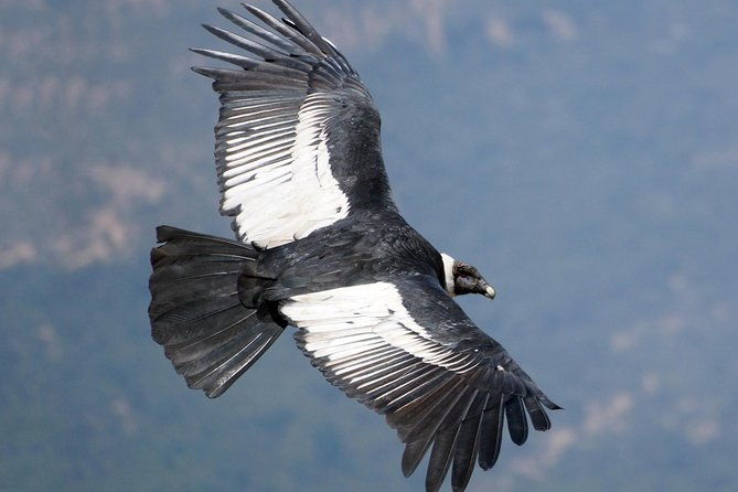 full-day-condor-viewpoint-inca-sites-tour-private-service