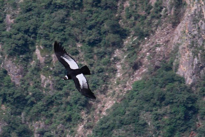 full-day-condor-viewpoint-inca-sites-tour-private-service