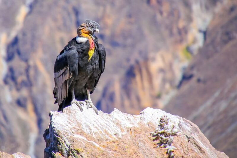 full-day-condor-viewpoint-inca-sites-tour
