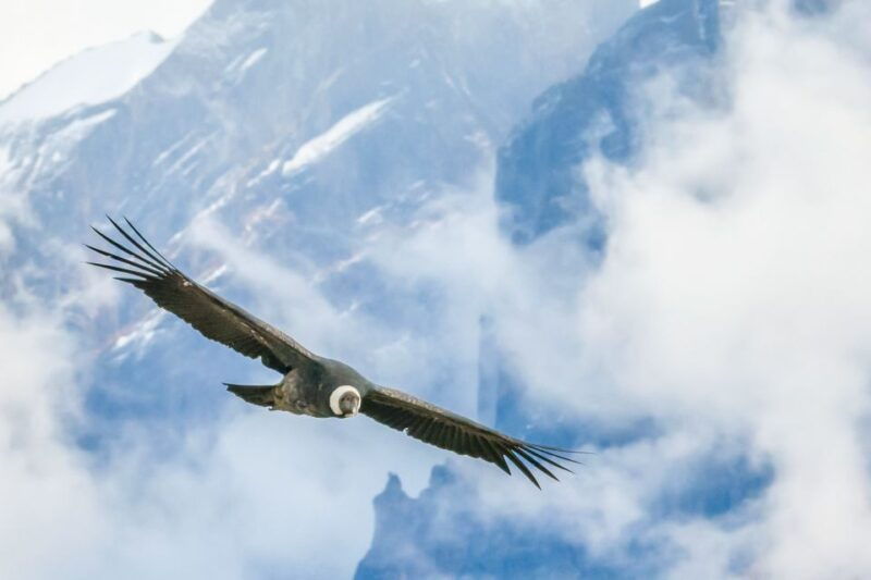 full-day-condor-viewpoint-inca-sites-tour