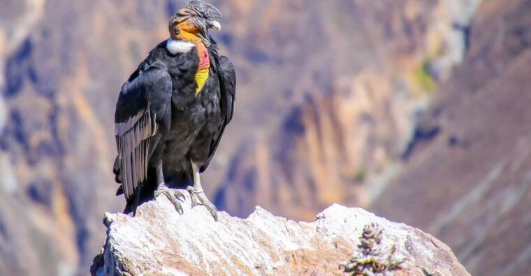 full-day-condor-viewpoint-inca-sites-tour
