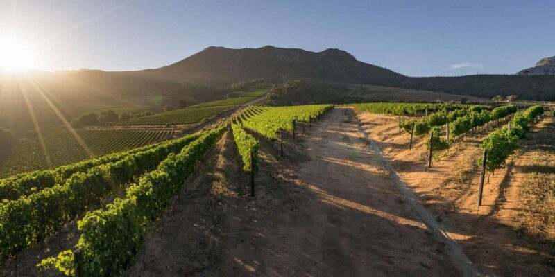 Full Day Constantia Wine Tasting and Table Mountain - The Sum Up