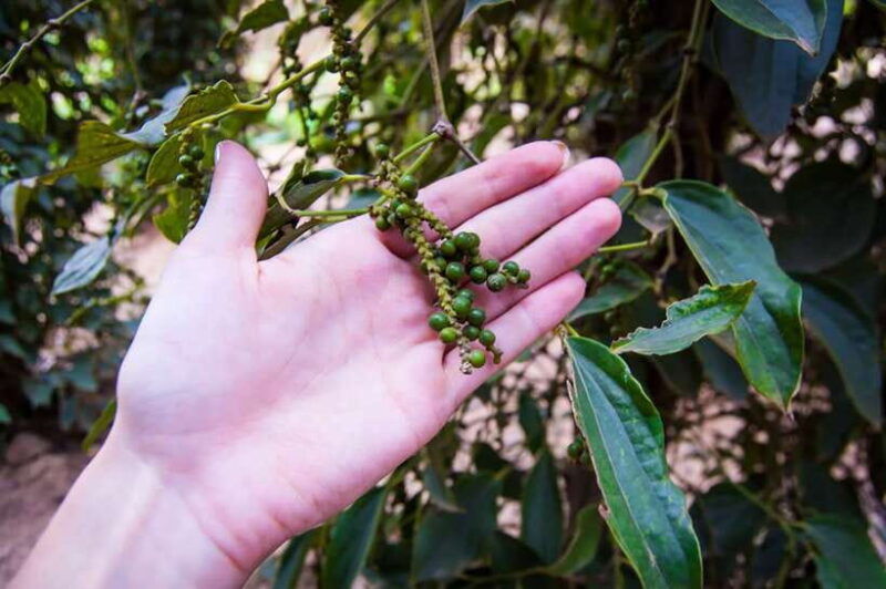 full-day-countryside-tuk-tuk-pepper-tour-kep