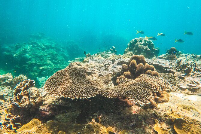 Full-Day Cruise of Koh Nang Yuan and Koh Tao From Koh Samui - Logistics and Practicalities