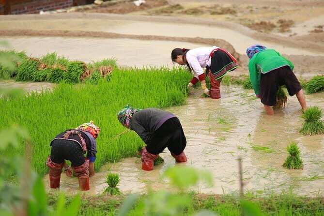 Full Day Cultural Tour in Sapa Terraces - Why This Tour Delivers Value