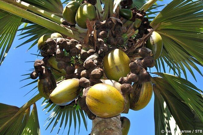 Full Day Discovery Tour of Vallee de Mai and Anse Lazio on Praslin Island - Starting Point and Timing  