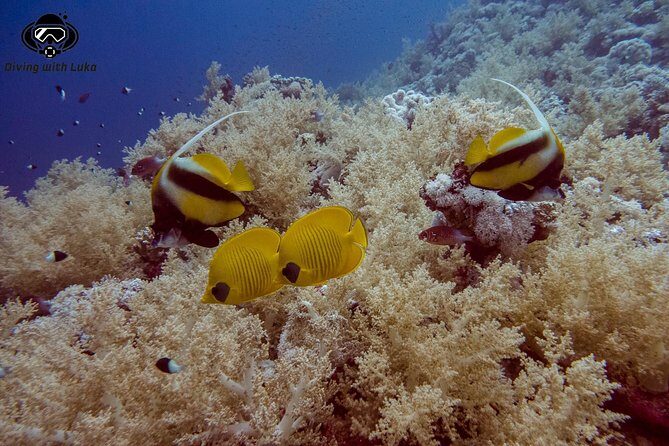 Full day diving with private guide, lunch drinks transportation - What Makes This Tour Stand Out?