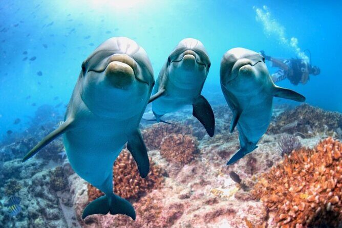 Full-Day Dolphin House from Hurghada - Key Points