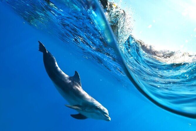 Full-Day Dolphin House from Hurghada - Final Thoughts: Is It Worth It?