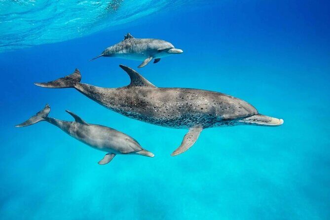 Full day Dolphin tour, Nungwi and Kendwa Beach Tour with Lunch - Key Points