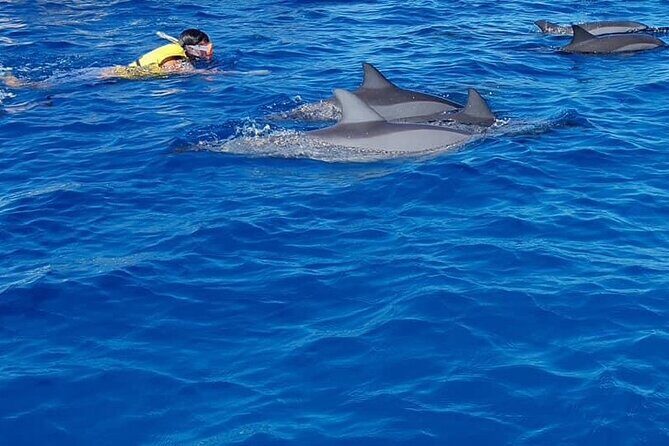 Full-Day Dolphin Watching Cruise in Mauritius - Who This Tour Is Best For