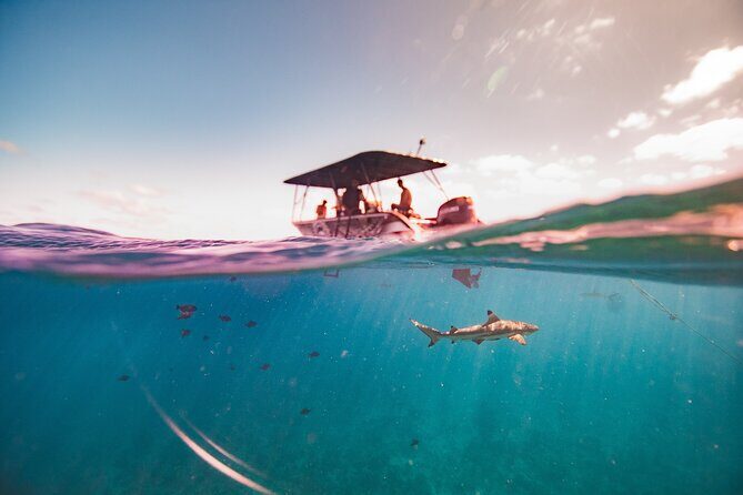 Full Day Eco Snorkeling & Traditional BBQ Lunch on a Motu - Authentic Insights From Past Travelers