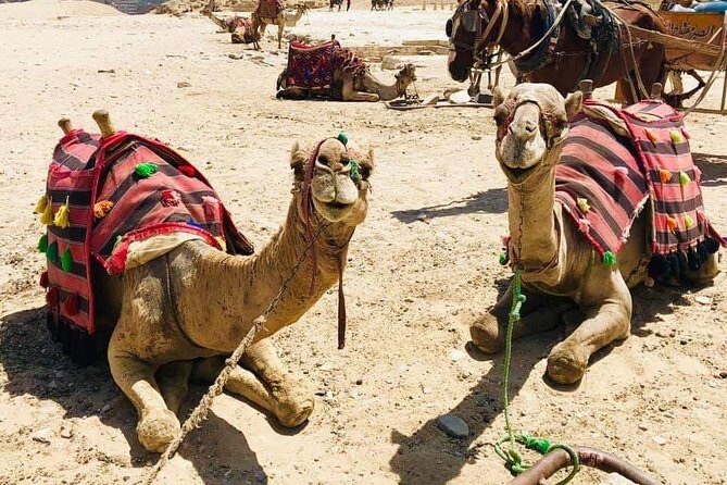 Full-Day Egypt Tour'Pyramids, Saqqara& Traditional Egyptian Lunch - Who Is This Tour Best For?