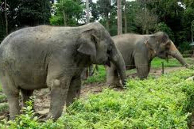 Full Day Elephant Sanctuary Tour with lunch Local food - Key Points
