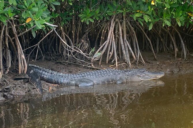 full-day-everglades-combo-motorboat-eco-and-kayak-tour