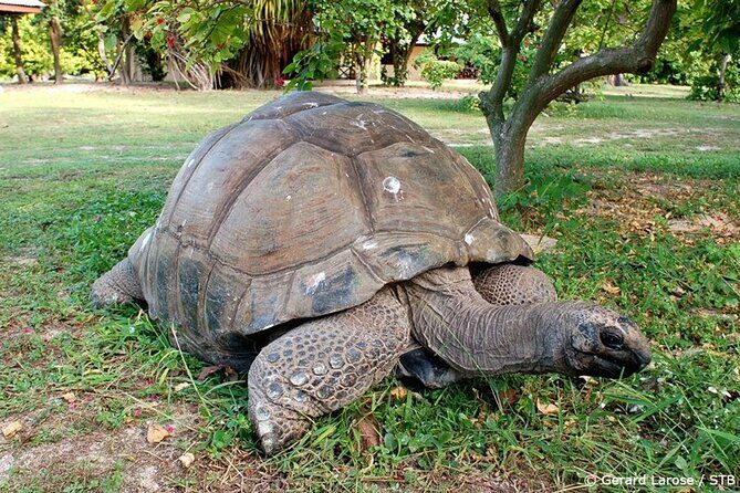 Full Day Excursion of Cousin, Curieuse and St Pierre Islands from Praslin Island - Key Points  
