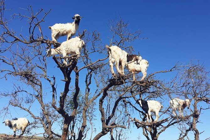 Full-Day Excursion to Essaouira from Marrakech - Flexibility and Photo Opportunities