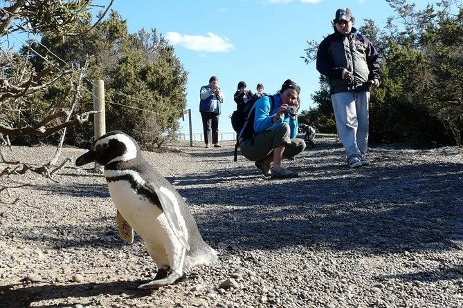 full-day-excursion-to-pedral-guided-visit-to-the-penguin-colony-and-countryside-day-with-lunch