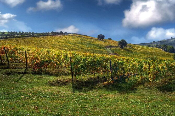 full-day-experience-tasting-art-among-the-orvieto-vineyards