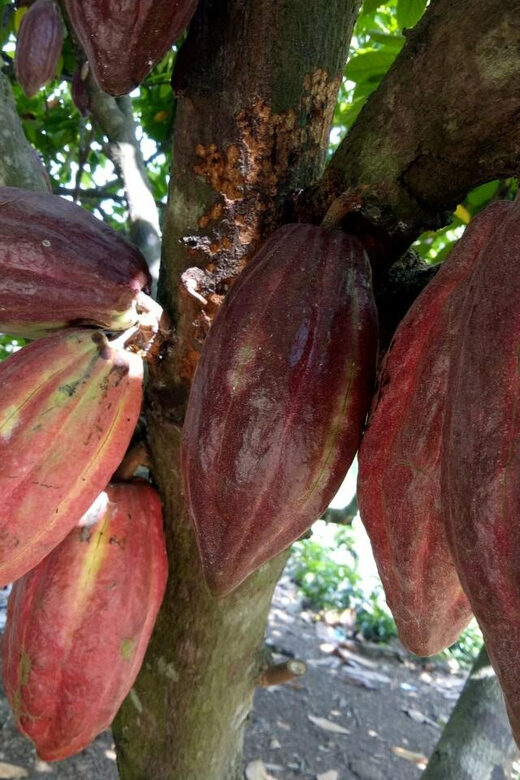 Full Day Experience to Farm and Chocolate - Key Points