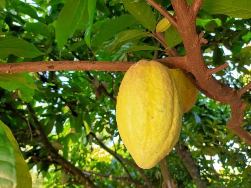 Full Day Experience to Farm and Chocolate - Exploring the Details of the Tour