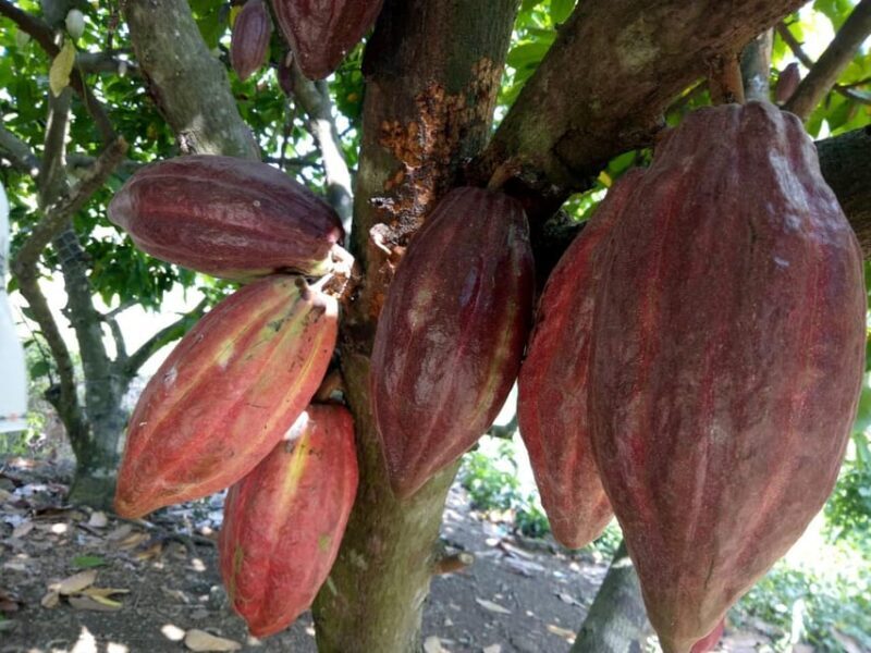 Full Day Experience to Farm and Chocolate - Who Will Love This Tour?