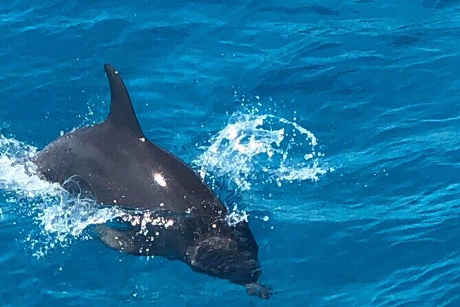 Full-Day Experience with Dolphins and Snorkeling in Red Sea - Key Points
