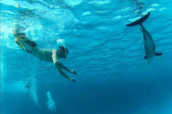 Full-Day Experience with Dolphins and Snorkeling in Red Sea - The Sum Up