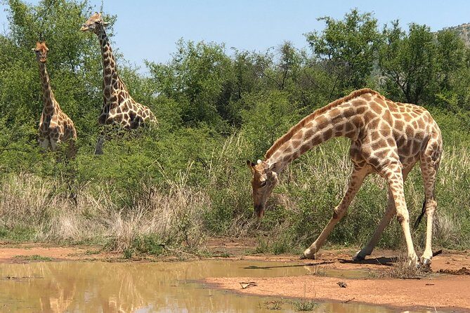 Full Day Exquisite Pilanesberg Safari from Johannesburg - What’s Included and What’s Not?