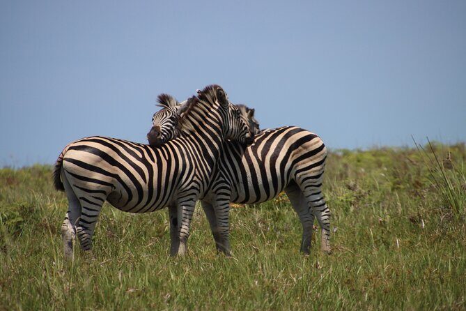 Full-Day Family Hluhluwe iMfolozi Park Safari Experience - FAQ