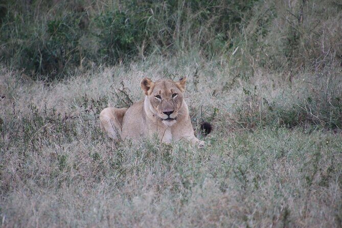 Full-Day Family Hluhluwe iMfolozi Park Safari Experience - Final Word