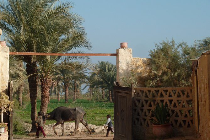 Full-Day Fayoum Oasis and Waterfalls of Wadi El-Rayan Tour from Cairo - FAQ: Your Questions Answered