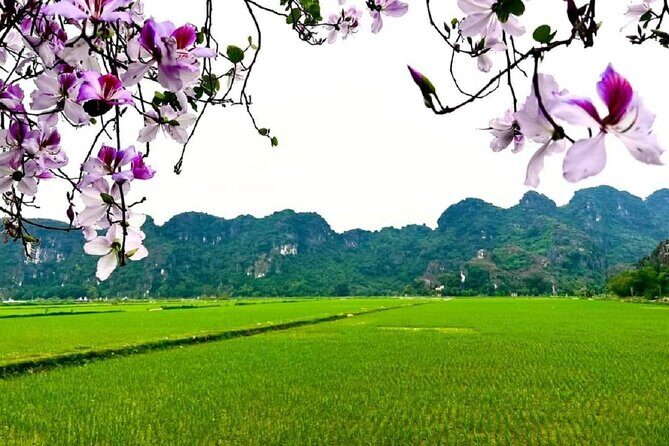 Full Day From Hanoi - Ninh Binh - Hoa Lu - Tam Coc - Mua Cave - FAQ