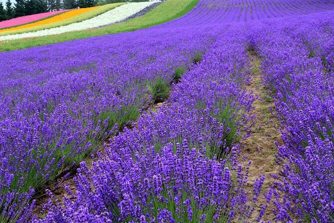 Full-Day Furano Lavender Farm and Blue Pond from Sapporo - Key Points