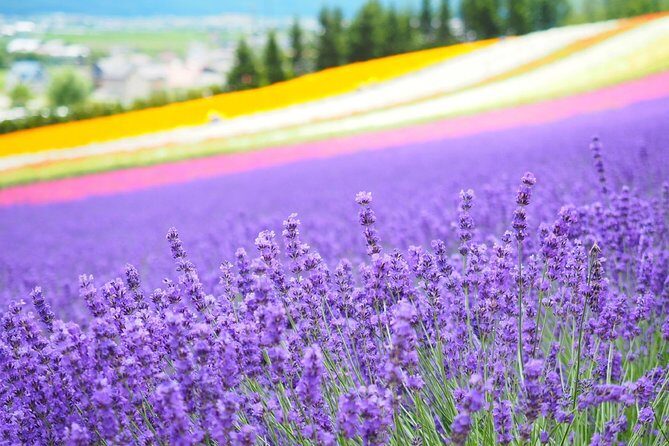 Full-Day Furano Lavender Farm and Blue Pond from Sapporo - Exploring the Itinerary in Detail