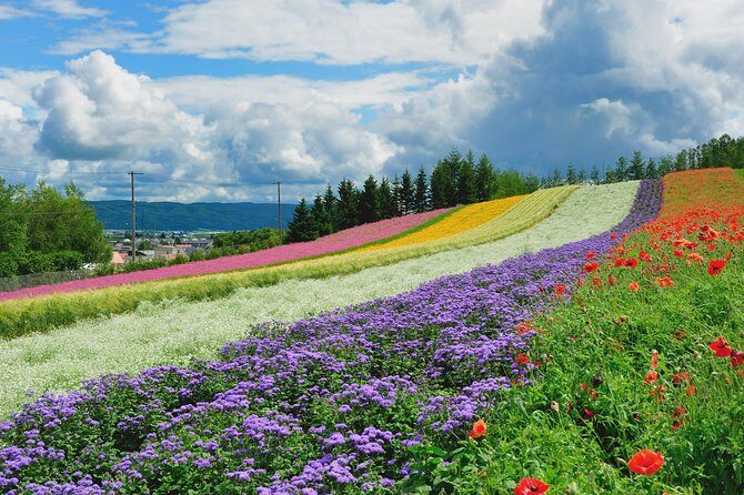Full-Day Furano Lavender Farm and Blue Pond from Sapporo - Final Thoughts: Who Is This Tour Perfect For?