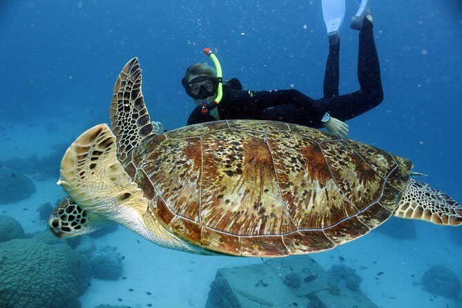 Full-Day Great Barrier Reef Snorkeling from Hamilton Island - The Itinerary: What to Expect on Your Day Out