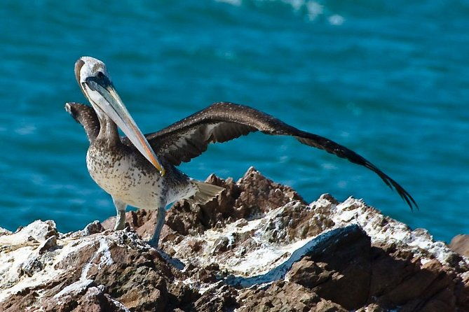 full-day-group-tour-paracas-and-ica-from-lima