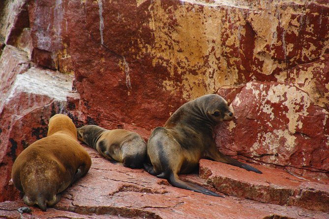 full-day-group-tour-paracas-and-ica-from-lima