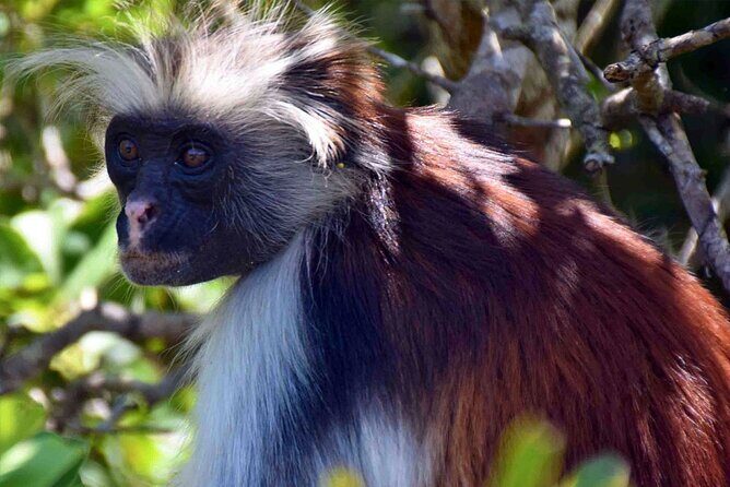 Full-Day Guided private Dolphins tour+ Monkeys + Stone town &spice Farm Zanzibar - FAQs