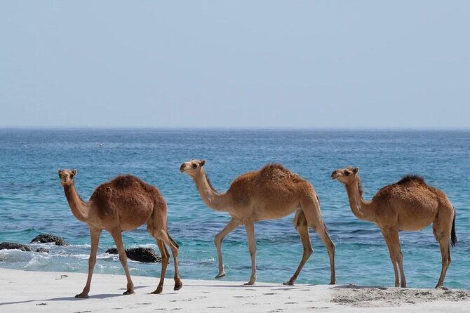Full Day Guided Salalah a Combination of East and West tour - Who Should Consider This Tour?