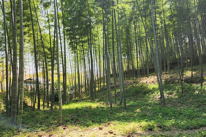 full-day-guided-tour-to-kyoto-arashiyama-from-osaka-by-van