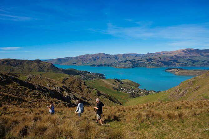 Full Day Guided Walking Tour and Picnic around Godley Head - Duration & Pacing